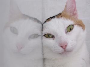 Veterinární poradna: Kočka nemůže zabřeznout