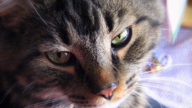 Veterinární poradna: Mrouskání mainské mývalí kočky