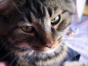 Veterinární poradna: Mrouskání mainské mývalí kočky