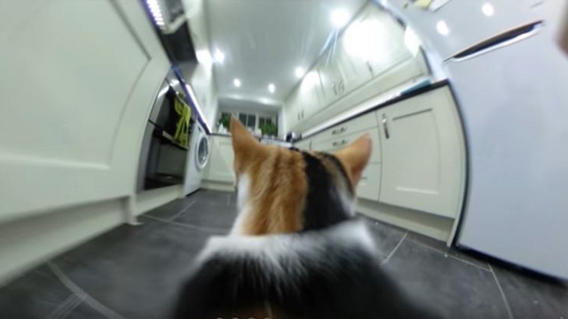 Jak vypadá virtuální jízda na kočičím hřbetu?