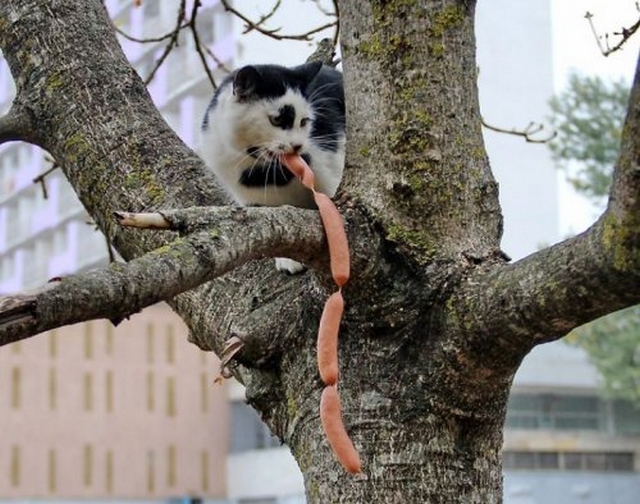 Fotočlánek: Kočky přistiženy při činu!