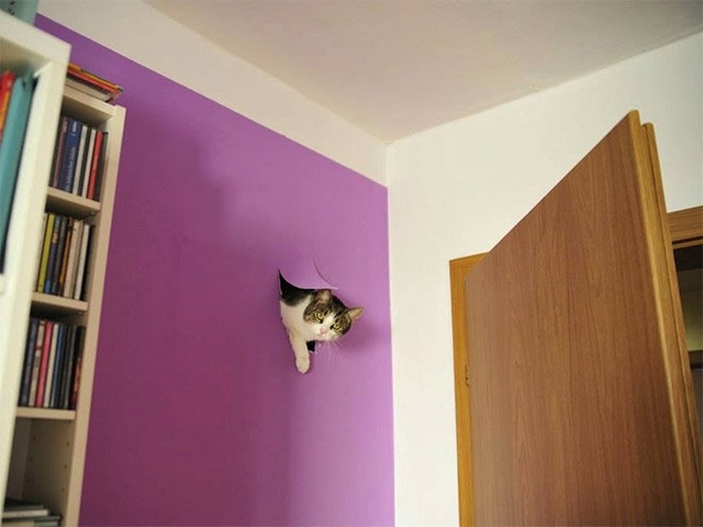 Fotočlánek: Kočky přistiženy při činu!