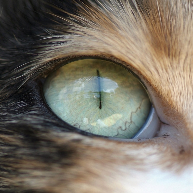 Detaily kočičích očí 2