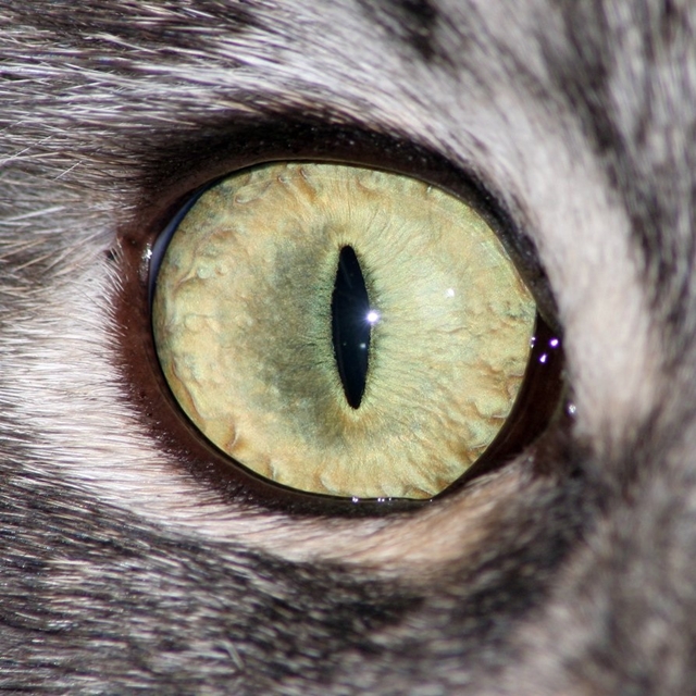 Detaily kočičích očí 2