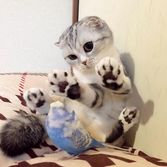 Fotočlánek: Hana - kočka okatá