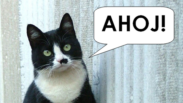 Otázka dne: Kdyby vaše kočka uměla mluvit, co by řekla jako první?