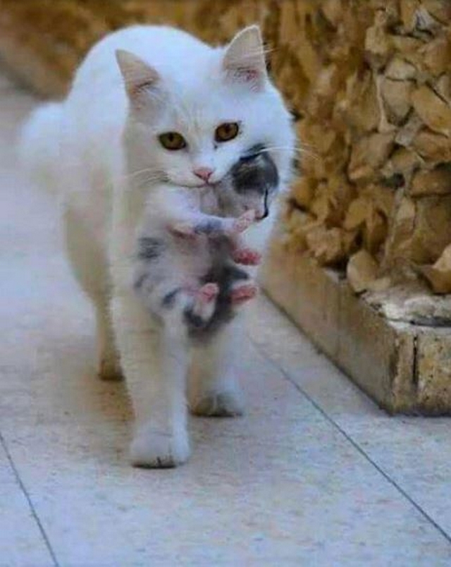 Fotočlánek: Kočka s koťaty III