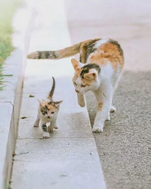 Fotočlánek: Kočka s koťaty III