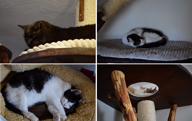 Návštěva ve Vrbičanech - útulek Srdcem pro kočky