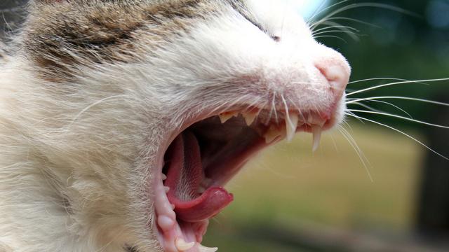 Veterinární poradna: Čištění zubů kočky