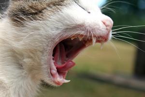 Veterinární poradna: Čištění zubů kočky
