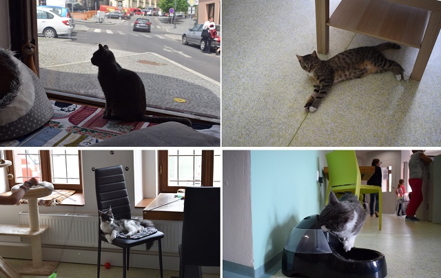 U kočičích tlapek - výlet do kočičí kavárny v Kladně