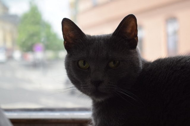 U kočičích tlapek - výlet do kočičí kavárny v Kladně