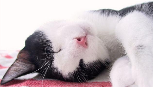 Veterinární poradna: Kotě klepající se ve spaní