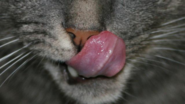 Veterinární poradna: Jaké je dobré a kvalitní krmivo pro kočku?