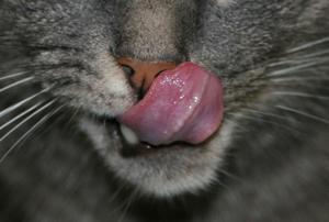 Veterinární poradna: Jaké je dobré a kvalitní krmivo pro kočku?
