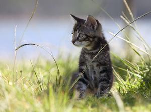 Veterinární poradna: Za jak dlouho si lze pořídit novou kočičku po pozitivní FeLV?