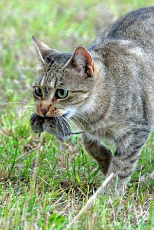 Veterinární poradna: Proč moje kočka nesní myš celou?
