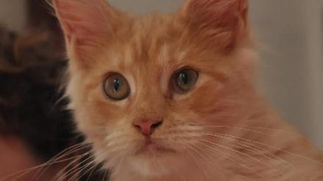Veterinární poradna: Kočku zlobí slzný kanálek