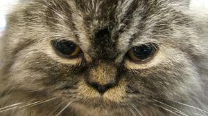 Veterinární poradna: Může se březí kočka mrouskat?