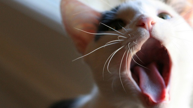 Otázka dne: Staráte se nějak extra o zuby své kočky?