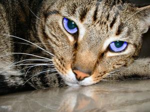 Veterinární poradna: Může kočka skořápky?