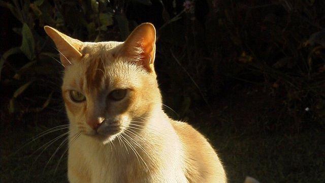 Veterinární poradna: Může i starší kočka zabřeznout?