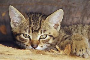 Veterinární poradna: Akutní selhání autoimunitního systému kočky