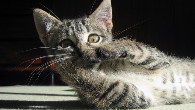 Veterinární poradna: Kočka požírá výkaly koťat