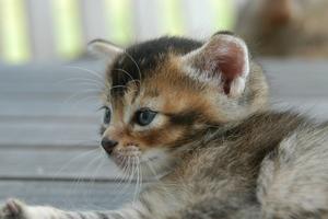 Veterinární poradna: Giardie u koček - rezistentní na léčbu