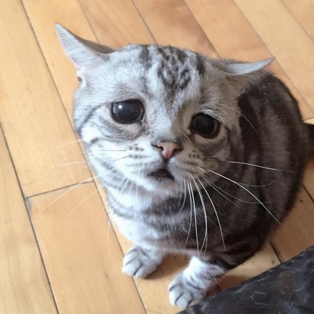 Luhu – kočka s nejsmutnějším pohledem