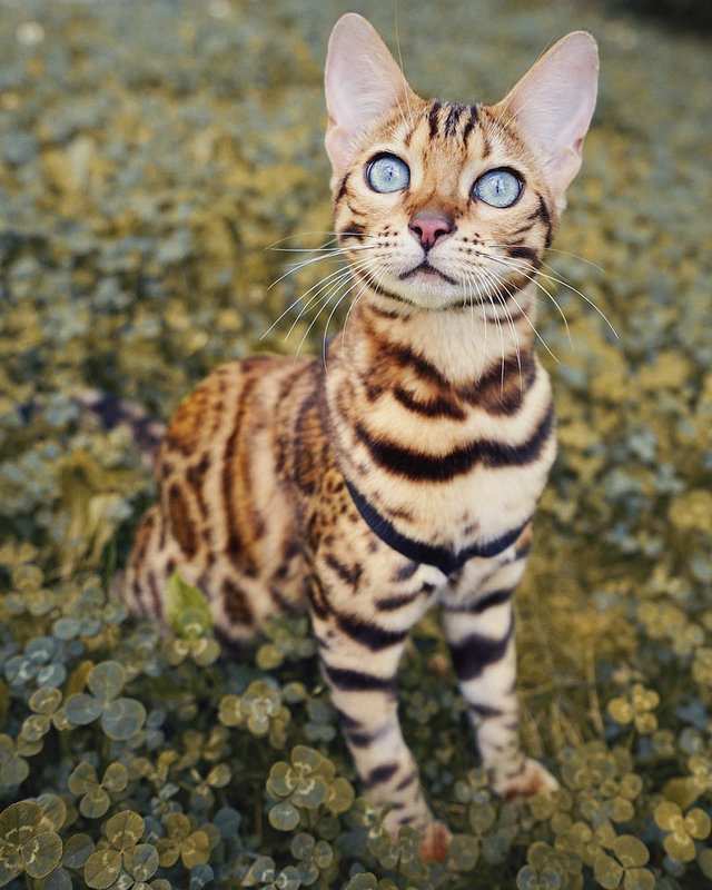 Suki - kočka cestovatelka