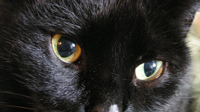 Veterinární poradna: Stroupek nad okem koček