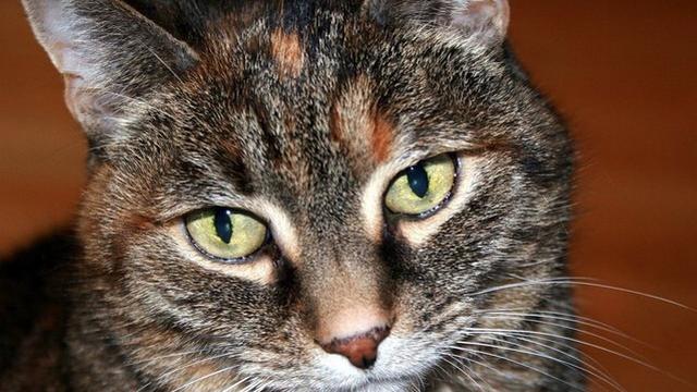 Veterinární poradna: Kočka má holé bříško