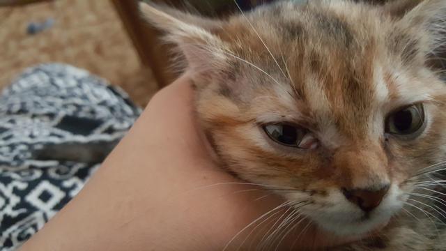 Veterinární poradna: Kočička má bouličku u oka, prý po škrábnutí od jiného kocoura