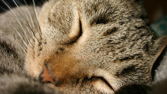 Veterinární poradna: Kočička ubývá na váze