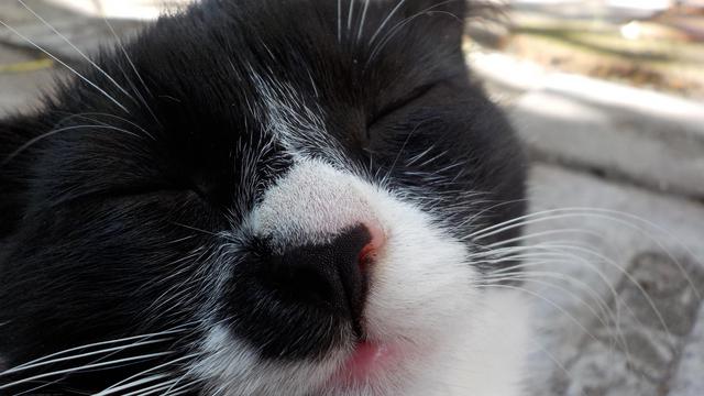 Veterinární poradna: Kočička líná na podzim