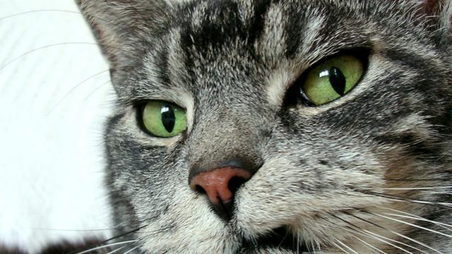 Veterinární poradna: Struvity v moči kočky