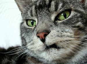 Veterinární poradna: Struvity v moči kočky