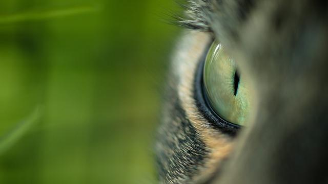 Veterinární poradna: Použití Bolfa - sprej na odblešení kočky
