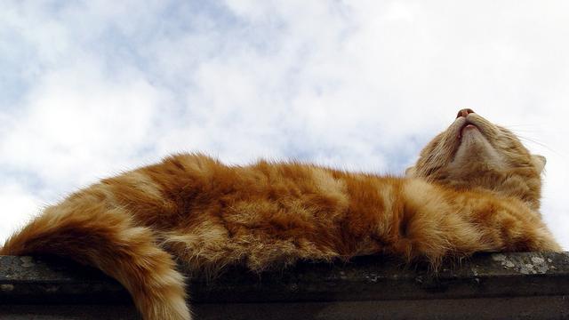 Veterinární poradna: Kdy se kočky začínají po zimě mrouskat?