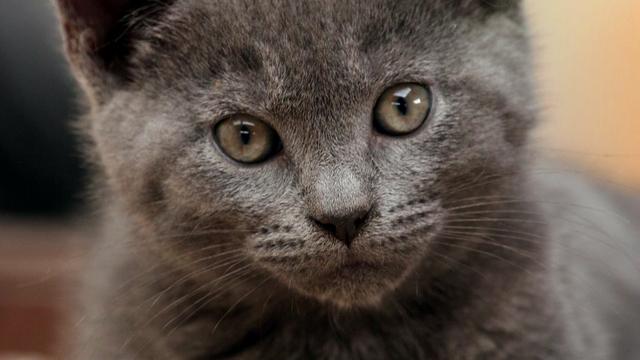 Veterinární poradna: Oplodnění kočky před kastrací