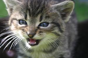 Veterinární poradna: Kotě sáňkuje