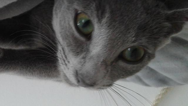 Veterinární poradna: Dávka krmení pro ruskou modrou kočku