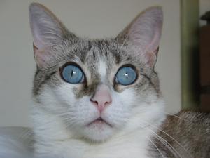 Veterinární poradna: Kočka se pořád drbe a&nbsp;má lysinky
