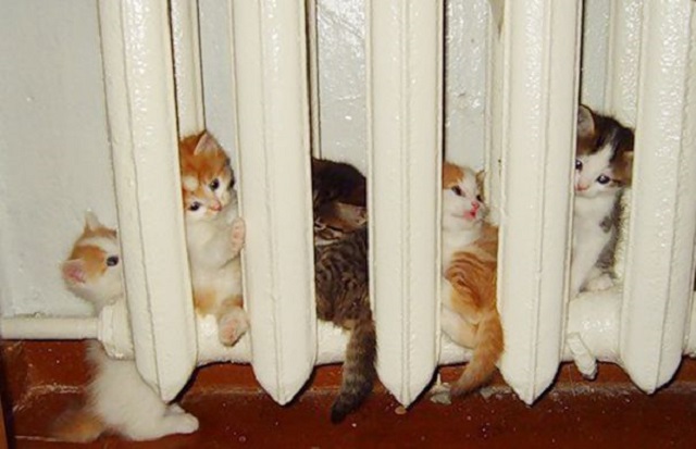 Fotočlánek: Jak u kočky poznáš, že je zima