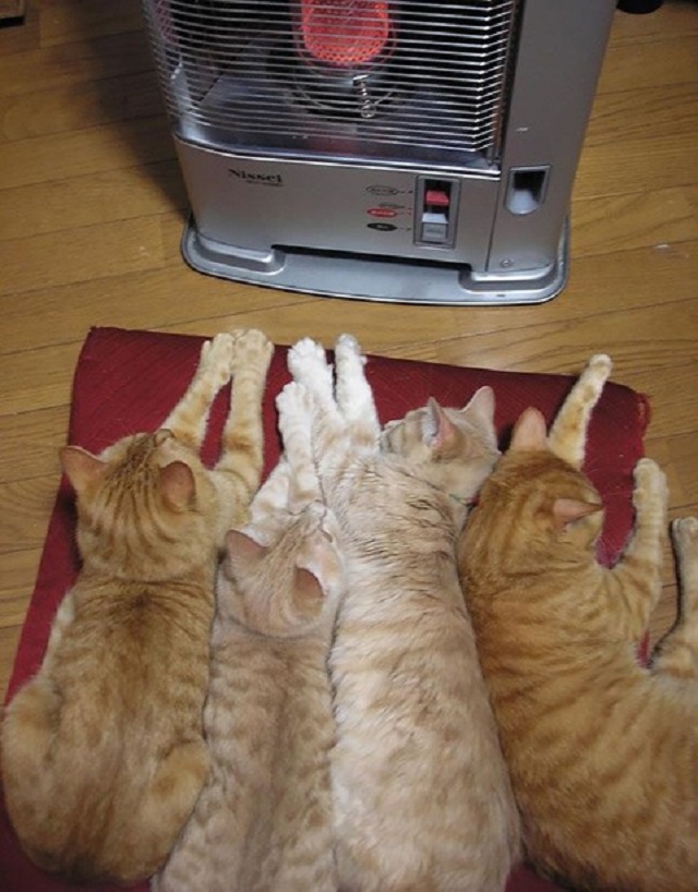 Fotočlánek: Jak u kočky poznáš, že je zima