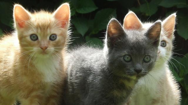 Veterinární poradna: 3 koťata pijí jen ze 2 cecíků