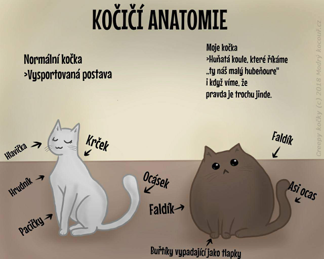 Komiks Creepy kočky: Kočičí anatomie. Modrý kocouř.cz