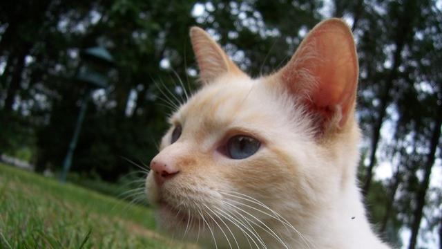 Veterinární poradna: Musí se kočka očkovat proti vzteklině?